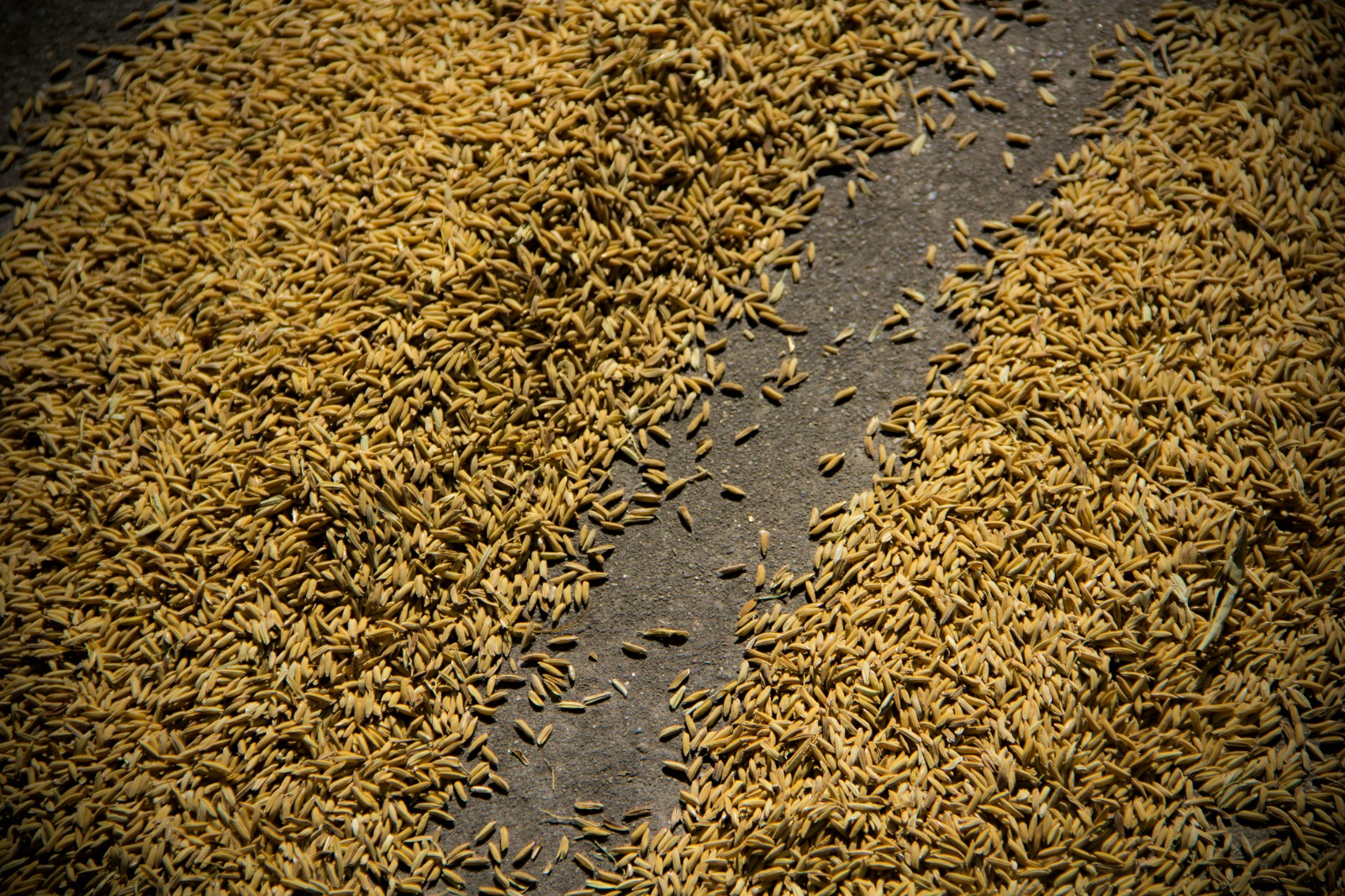 Rice Husk